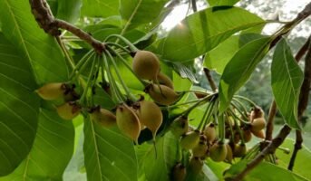 Mahua tree: How to grow and care for Madhuca Longifolia?
