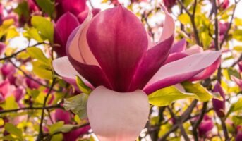 Magnolia Liliiflora: Facts, Benefits, How to Grow and Care