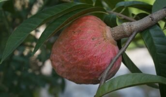 Annona Reticulata: Benefits, uses and care tips