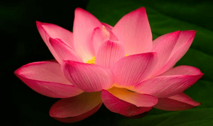 National Flower of India: How to grow and care for Lotus flower?