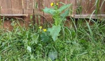 Sonchus Oleraceus: How to grow and care for it?
