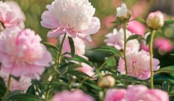 Peonies: Know the types, tips to grow and care