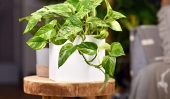 Pothos Plant: Facts, uses, grow & care guide