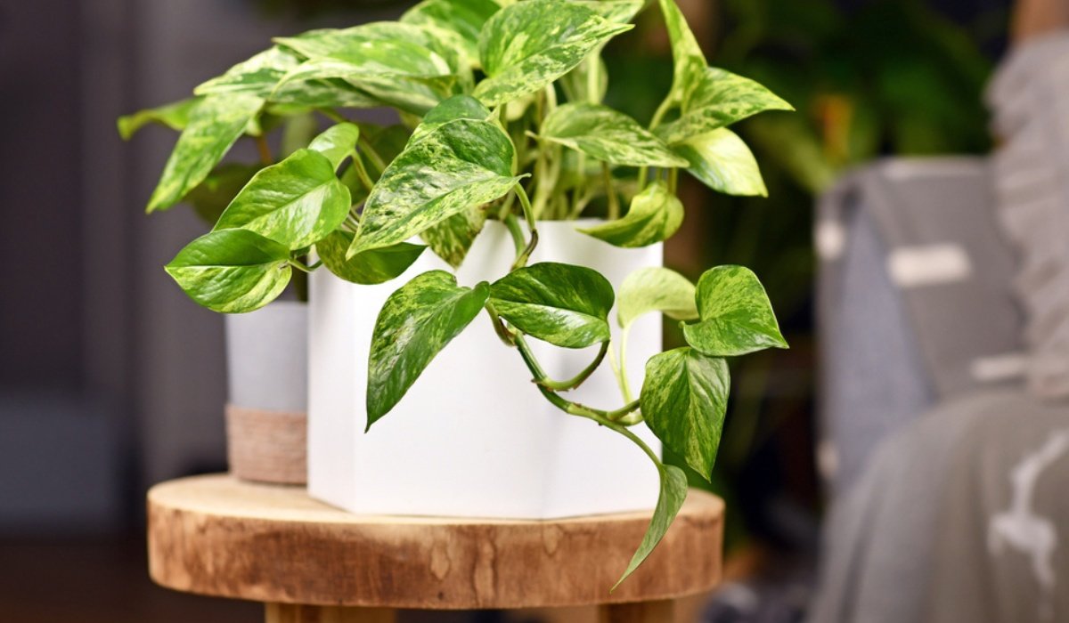 Pothos Plant Facts, Uses, Grow & Care Tips in 20