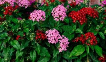 Pentas Lanceolata: Facts, Benefits, How to Grow and Maintain