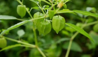 Physalis Angulata: How to Grow and Care, Uses