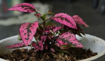 Polka Dot Plant: How to grow and care this beautiful shrub