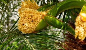 Pygmy date palm: Know facts, tips to grow and maintain