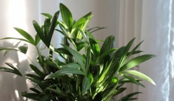 Rhapis Excelsa: How to grow and care for it?
