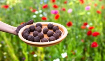 Seed balls: the easy way to grow your own plants
