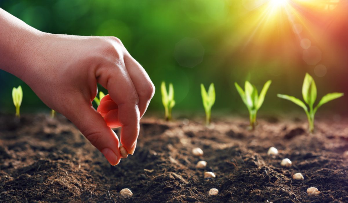 Sowing Definition, Land Preparation, Methods and Precautions