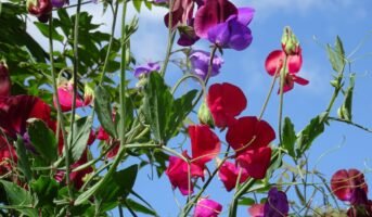 Sweet Pea Flower: How to Grow, Care, And Benefits