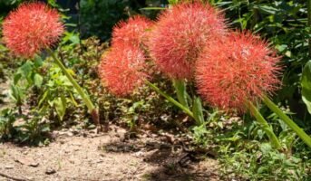 Scadoxus Multiflorus: How to grow and care for it?