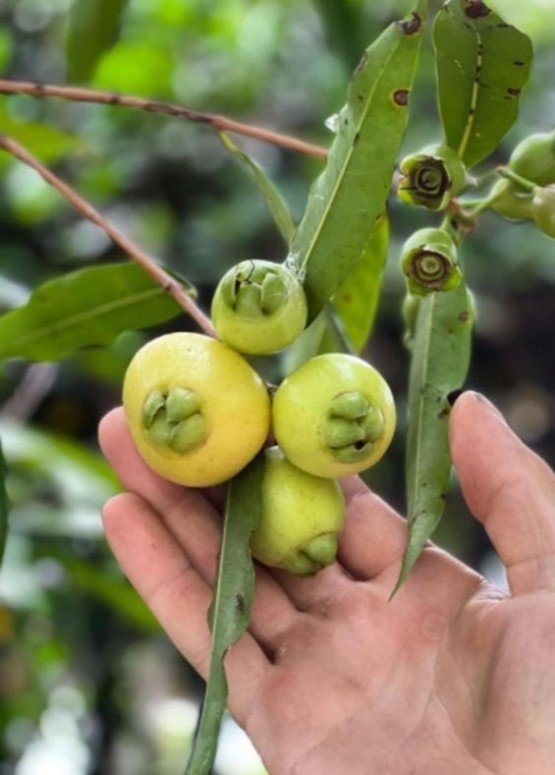 Syzygium jambos: Facts, how to grow and care, uses, and can you grow it indoors