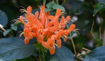 Tecoma Capensis plant characteristics, benefits and care tips