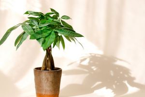 Is pachira aquatica cheap poisonous to dogs