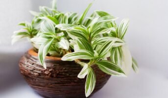 Tradescantia Fluminensis: Facts, Features, How to take care of it