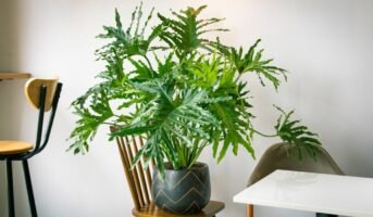 Tree Philodendron: Facts, benefits, grow and care tips in 2023