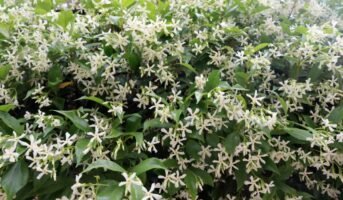 Common Jasmine: How to grow and care for Jasminum Officinale?
