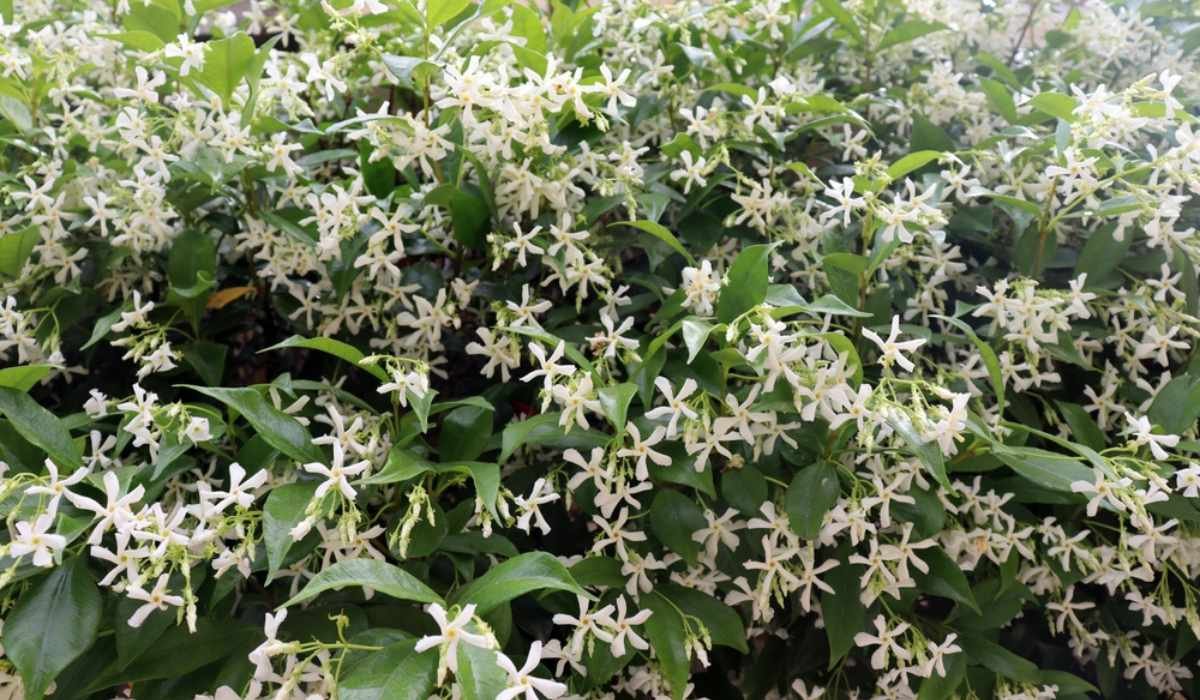Common Jasmine: Facts, uses and how to grow Jasminum Officinale