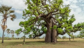 Adansonia Digitata: Facts, features, growing and caring tips