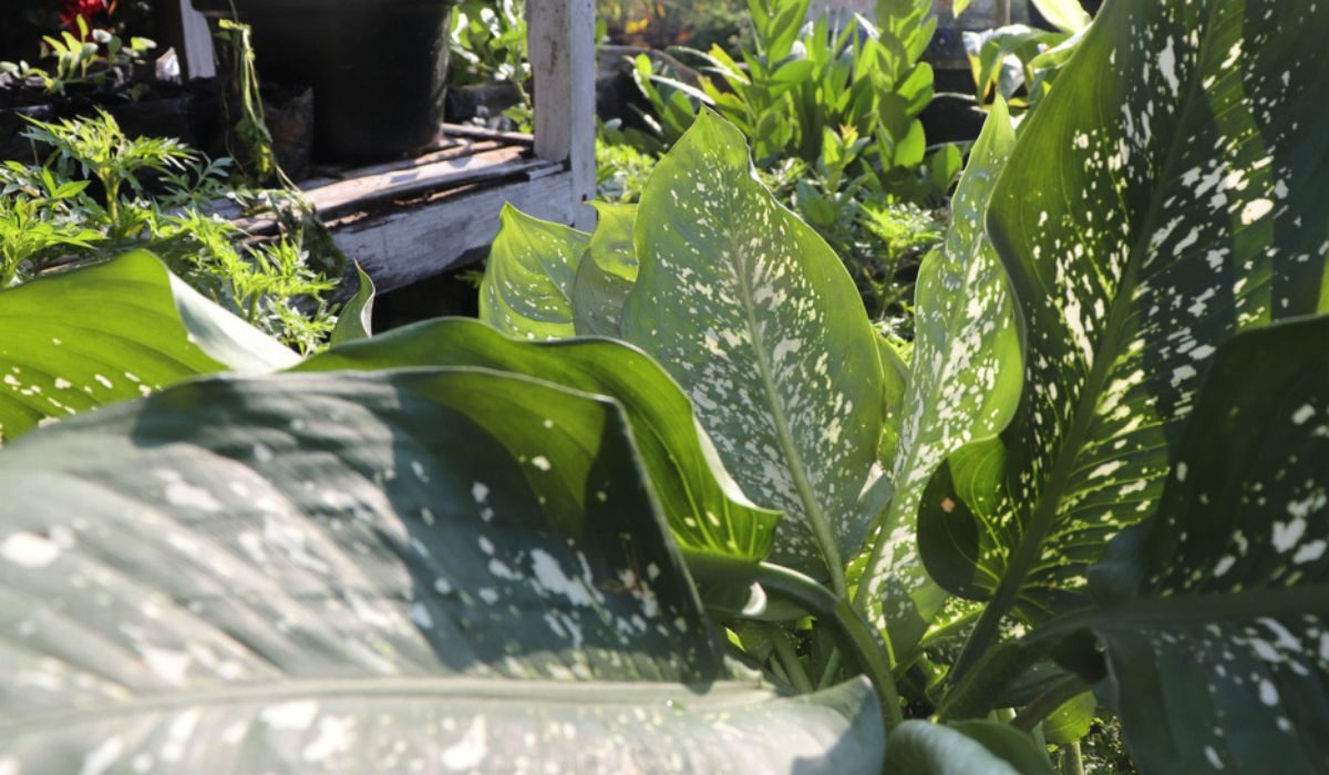 Dieffenbachia Seguine Facts, Benefits, Grow & Care Tips