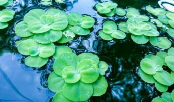 Water Lettuce: Facts, benefits, grow and care tips