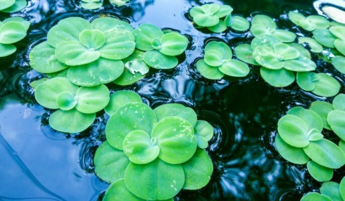 Water cabbage: Learn how to grow and care for water lettuce
