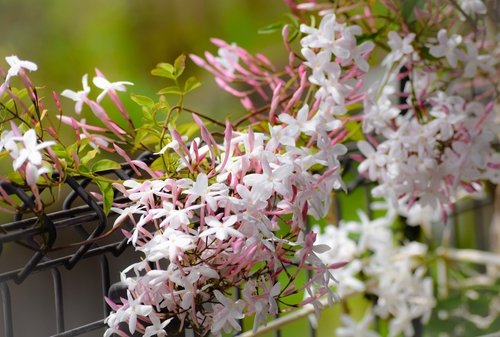 What is Jasmine Flower and what are its many benefits?