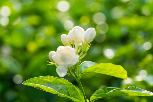 What is Jasmine Flower and what are its many benefits?