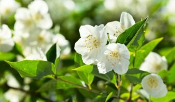 How to grow and care for Jasmine flowers?
