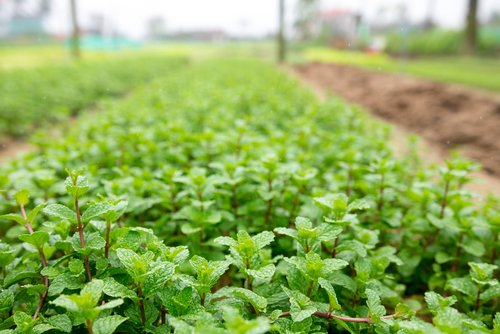 What is mint and what are its numerous benefits?
