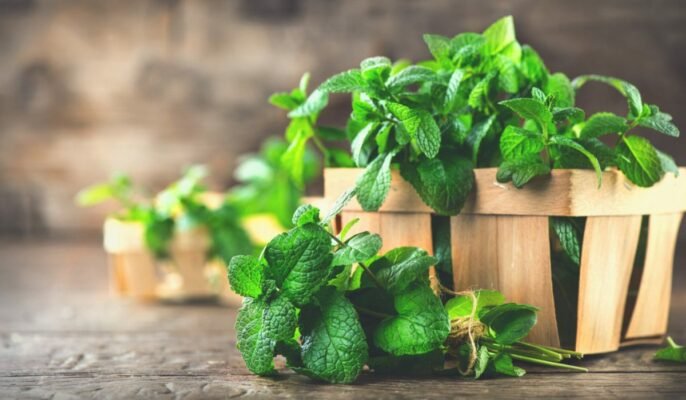 What Is Mint And What Are Its Numerous Benefits 686x400 