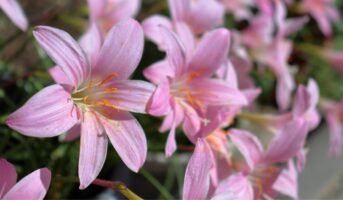 Zephyranthes Carinata: Facts, How to Grow, and Maintain Tips