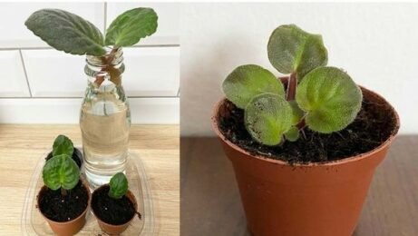 African Violet propagation