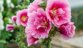 Alcea Rosea: Benefits, growth and care tips