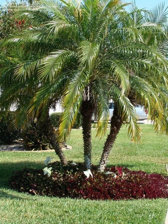 Pygmy Date Palm: Facts, features, growing tips, maintenance tips, and uses 1