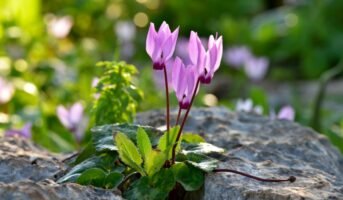 Cyclamen plant: Facts, benefits, grow and care tips