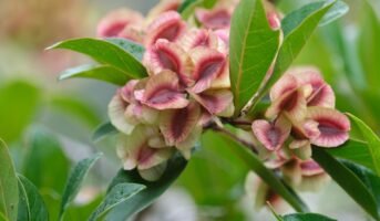 Dodonaea Viscosa: Benefits, medicinal uses, grow and care tips