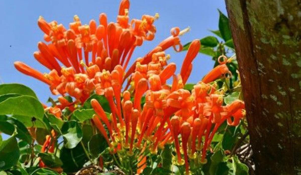 Sankrant Vel Pyrostegia Venusta Flame Vine Venusta Creeper Sankrant Vel Pyrostegia Venusta Flame Vine Venusta Creeper
