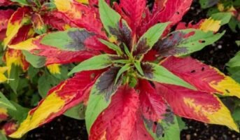 How to grow and care for Amaranthus Tricolor?