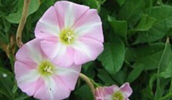 Convolvulus Arvensis: Facts, Benefits, How to Grow and Care
