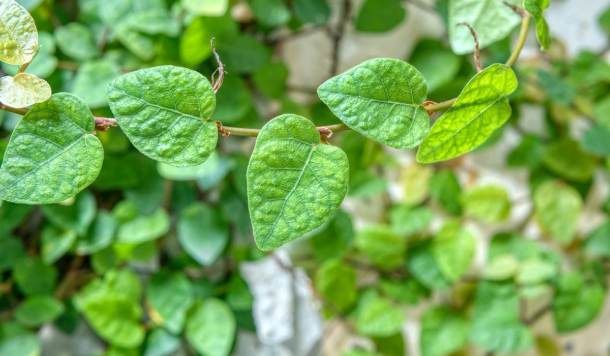 Ficus Pumila Facts How To Grow And Maintances Tips