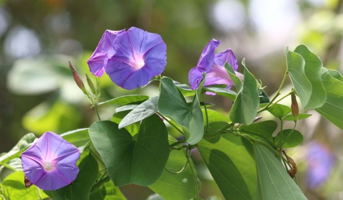 Morning Glory Facts, how to grow and maintain, and benefits