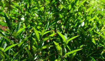 Justicia Gendarussa: Facts, medicinal uses, grow and care tips