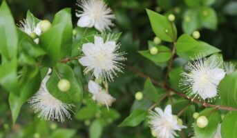 Myrtus Communis: How to grow and care for it?