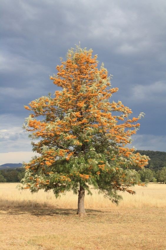 Grevillea robusta: Facts, how to grow and care, uses and toxicity of the Silky Oak 1