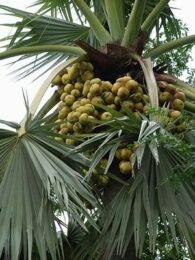 Borassus palm
