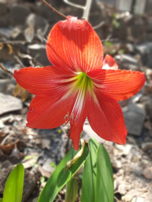 Striped Barbados lily: Facts, how to grow and maintain, and uses