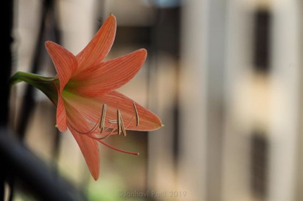 Striped Barbados lily: Facts, how to grow and maintain, and uses